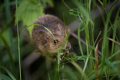 brown rat eating grass, mouse, close, fur, nager, mice, rodents HD wallpaper