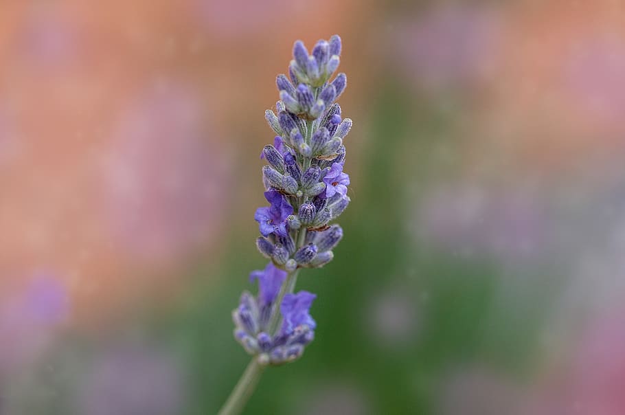 lavender, blossom, bloom, violet, plant, nature, lavender flowers HD wallpaper