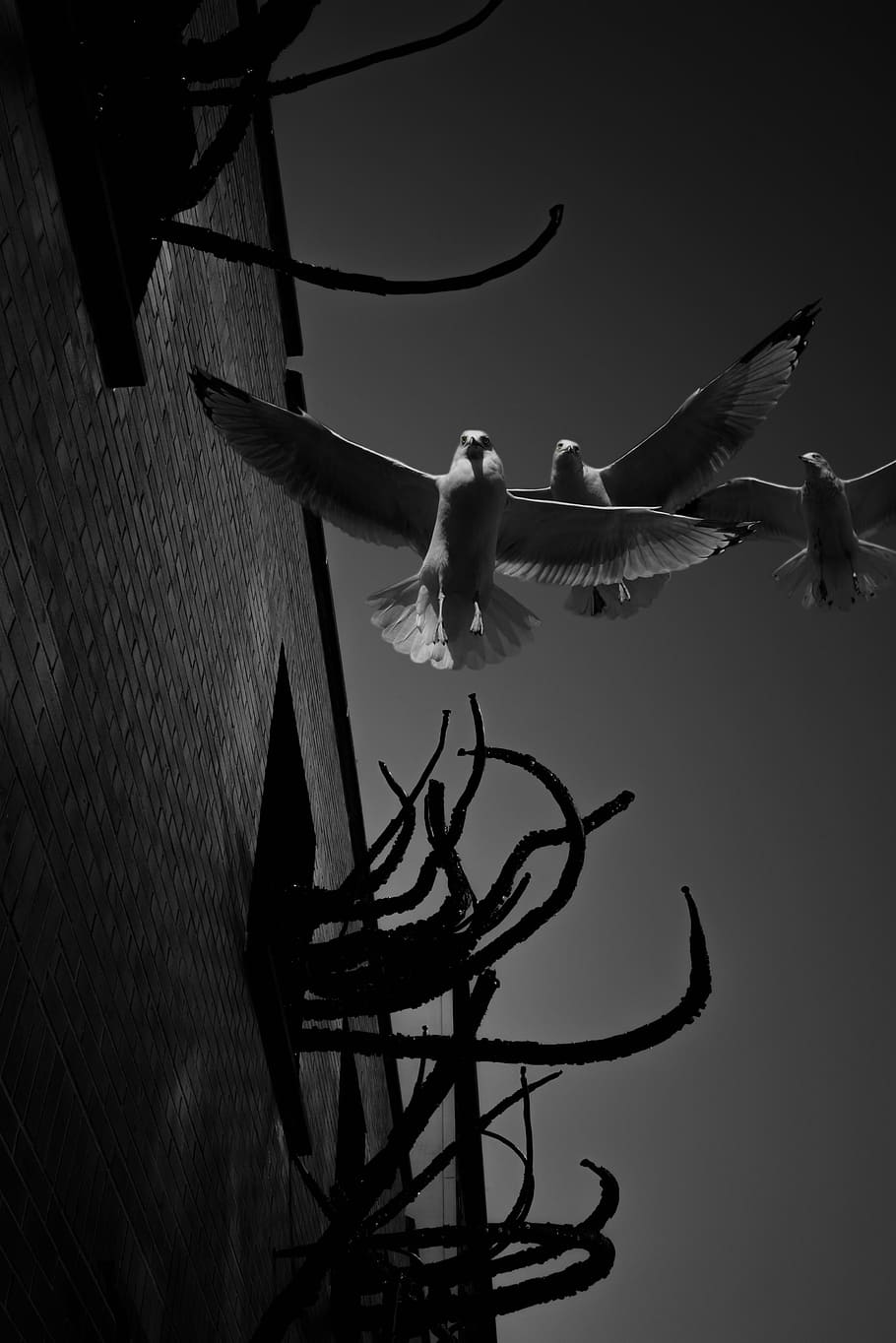 seagulls, birds, animals, flight, wings, low angle view, animals in the wild HD wallpaper