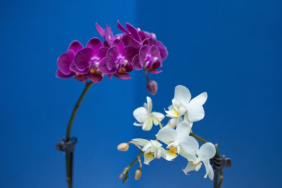 Orchid, Flower, Violet, White, colorful flowers, petals, blue HD wallpaper