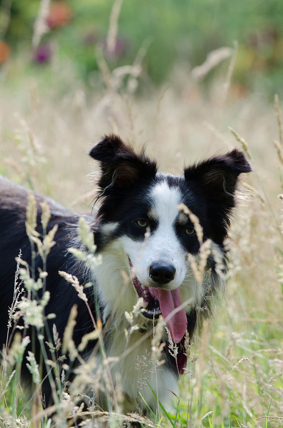 border collie, high grass, summer, warm, tricolour dog, sun HD wallpaper