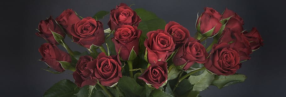 seventeen red roses, bouquet of roses, strauss, flowers, romance, HD wallpaper