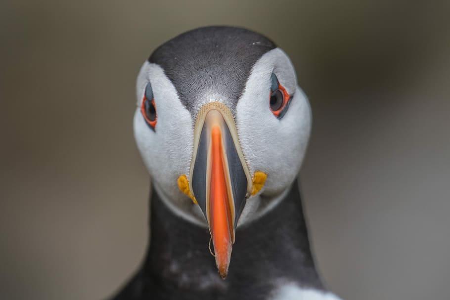 close-up photo of puffin, white, gray, and orange puffin close-up photography HD wallpaper