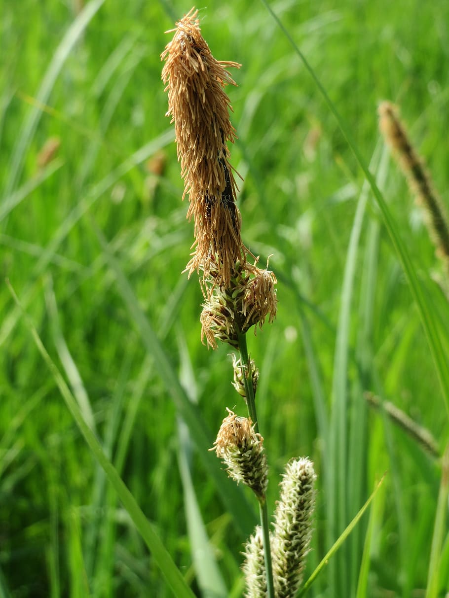 Lesser Pond-Sedge 1080P, 2K, 4K, 5K HD wallpapers free download ...