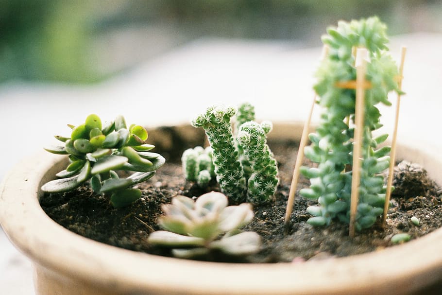 Succulent Planting, green succulent plant, cactus, pot, soil HD wallpaper