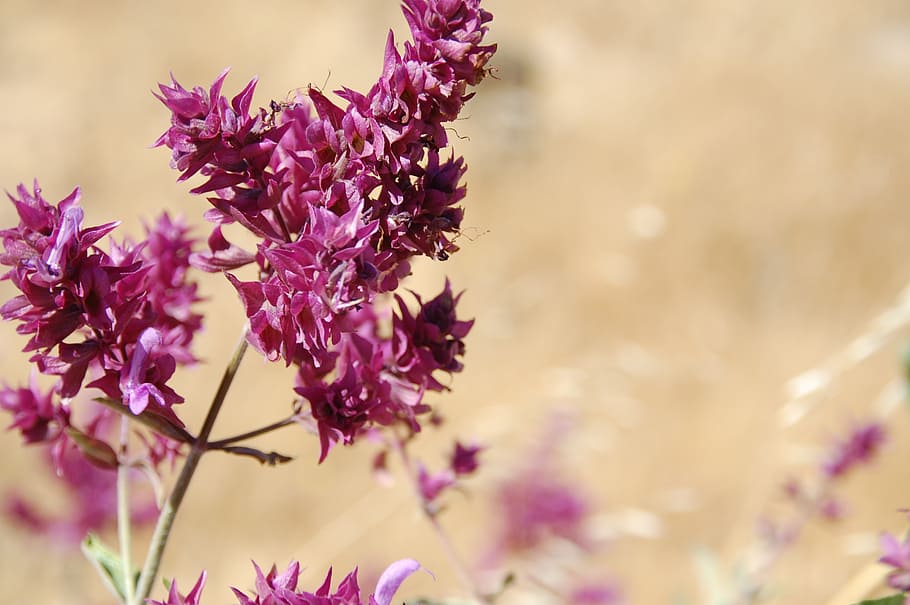 close-up photography of purple petaled flowers, sage, wild sage, HD wallpaper