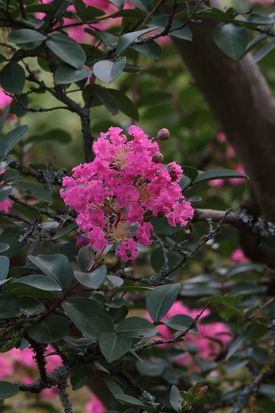 branch, single flower, tree, flowering plant, growth, fragility HD wallpaper