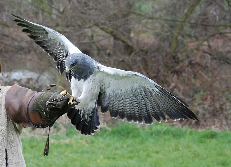 gray and white eagle, raptor, bird, training, falconry, predator