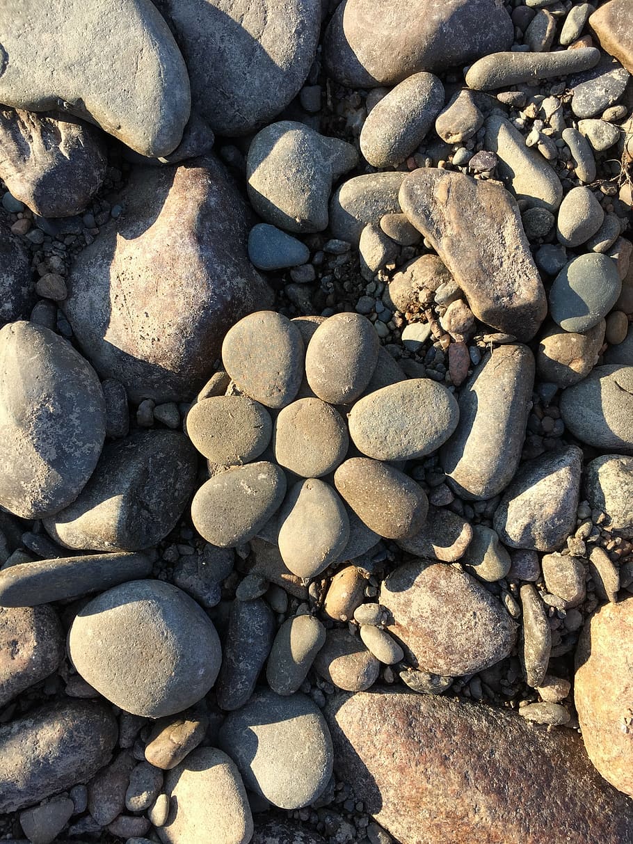 rocks, flower, nature, solid, stone - object, rock - object HD wallpaper