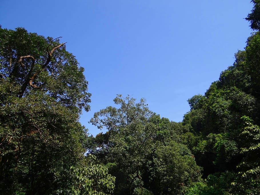 Trees, Canopy, Forest, Nature, Foliage, tropical, woods, environment HD wallpaper