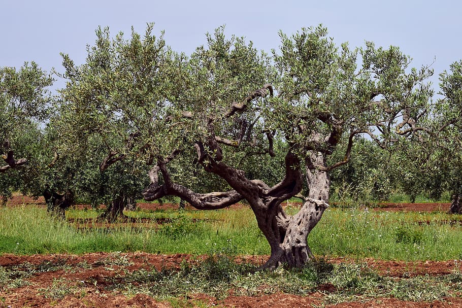 olive tree, old, nature, plant, green, oelfrucht, mediterranean, HD wallpaper