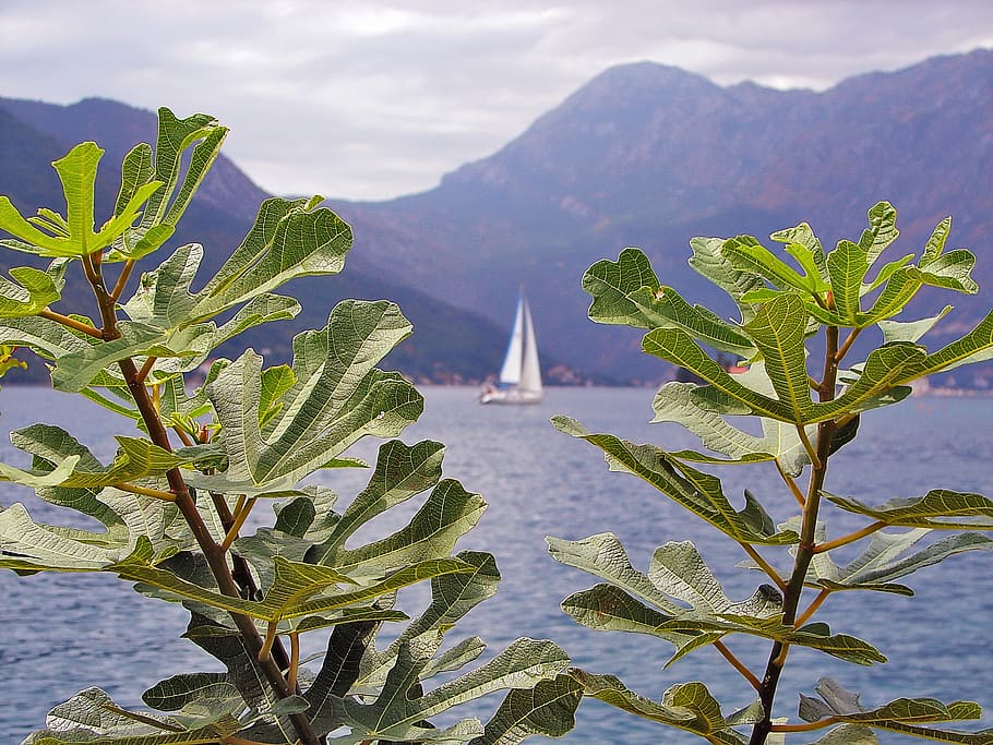 fig, sea, macro, plant, hills, leaves, branch, nature, harmony HD wallpaper