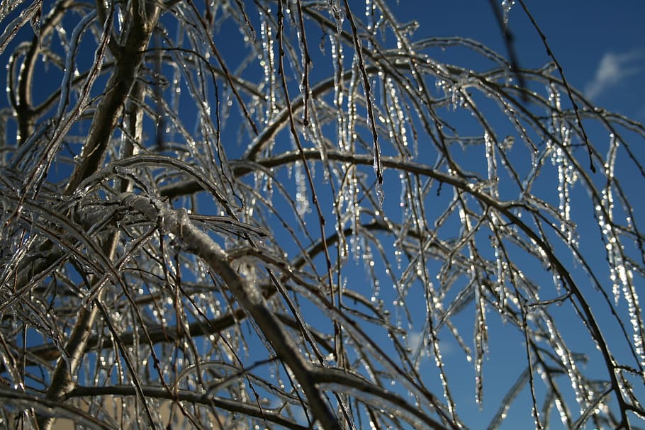 Ice, Tree, Winter, Cold, sky, cold temperature, snow, blue HD wallpaper