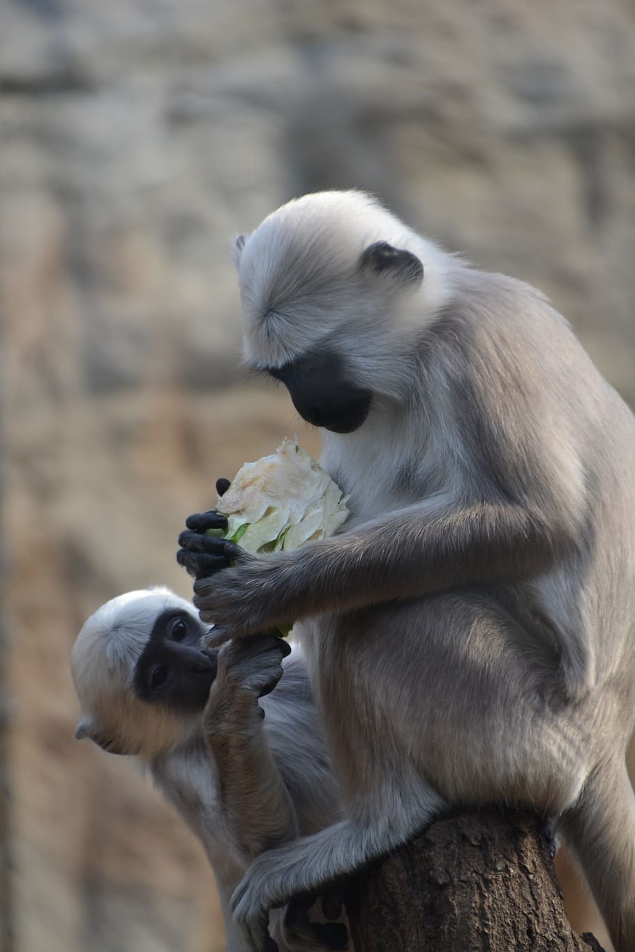 monkey, animal, zoo, äffchen, climb, nature, group of animals HD wallpaper