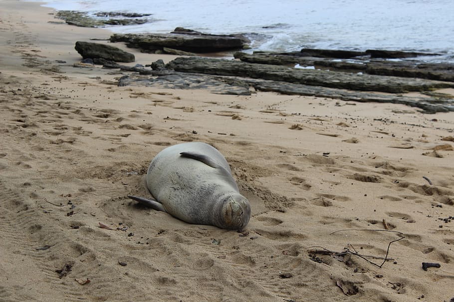 seal, monk, beached, land, sand, water, animal, nature, animal themes HD wallpaper