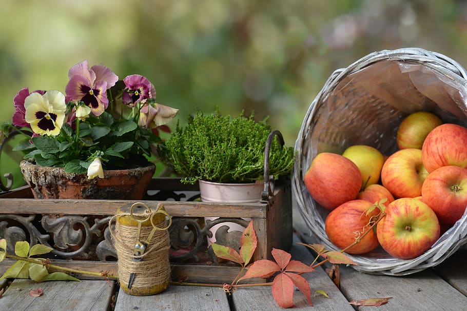 ripe apple lot, autumn, leaf, basket, still life, nature, harvest, HD wallpaper