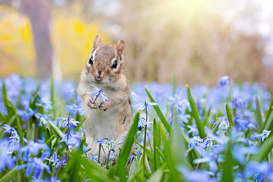 squirrel with blue petaled flowers, chipmunk, garden, spring HD wallpaper
