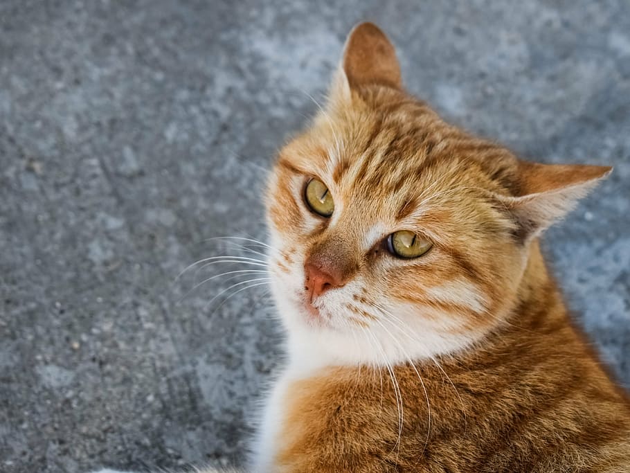 selective focus photography of orange tabby cat, stray, eyes HD wallpaper