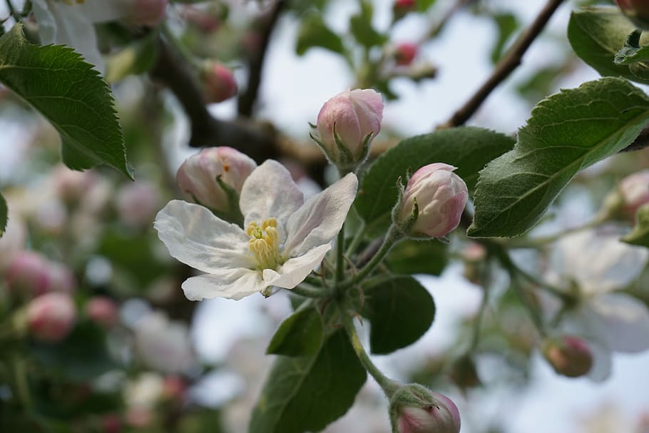 Apple Tree, Blossom, Spring, Nature, apple tree blossom, close HD wallpaper