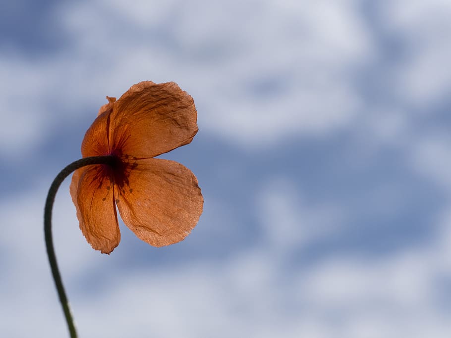 shallow focus photo of flower, low angle photo of orange petaled flower HD wallpaper