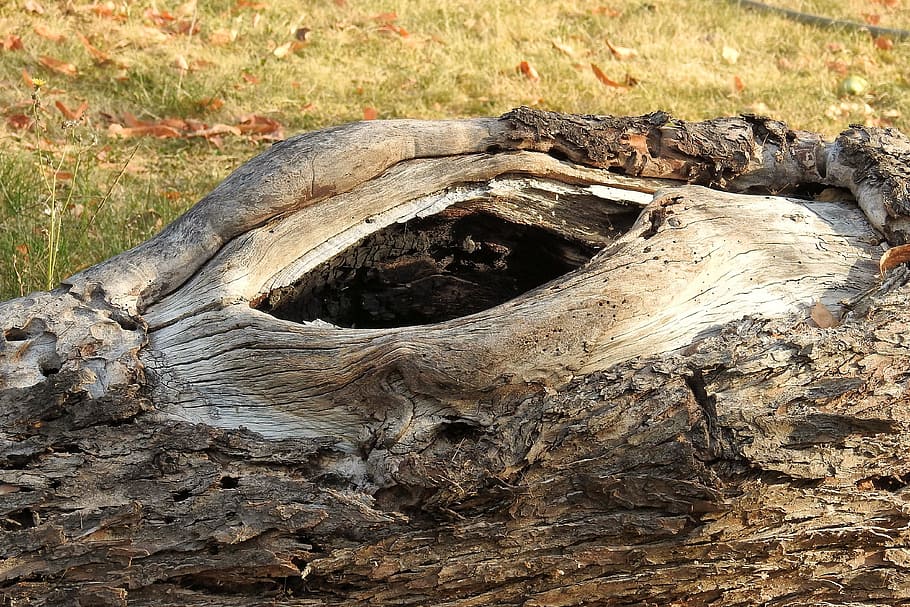 log, old, like, sawed off, bark, knothole, old tree, wood, nature, HD wallpaper