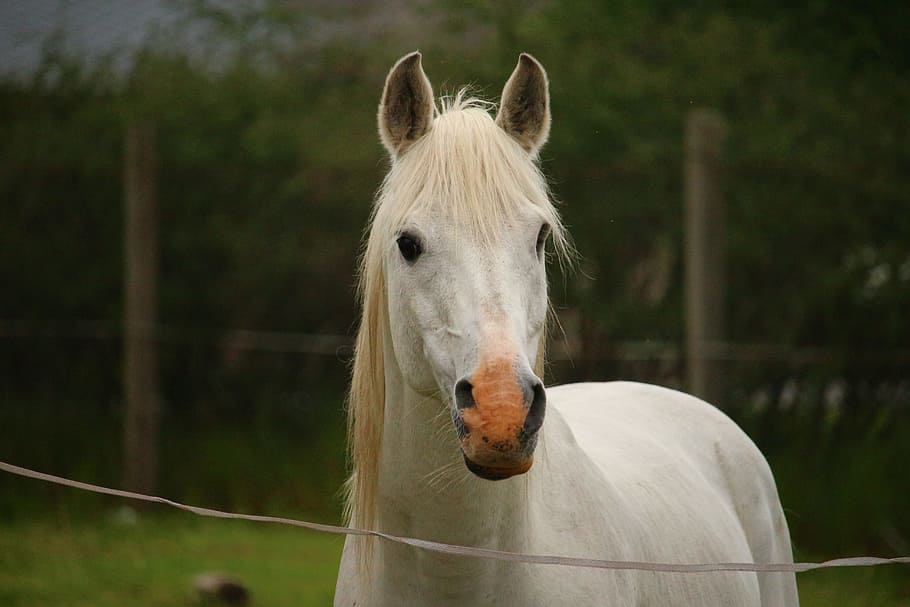 portrait of white horse, mold, stallion, thoroughbred arabian HD wallpaper