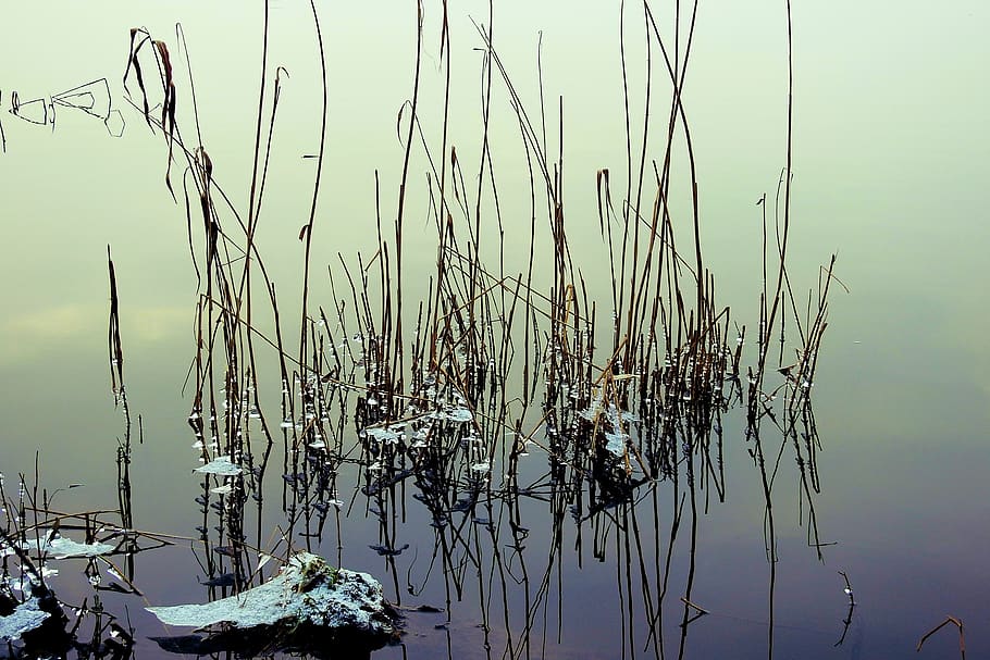 Totora reeds перевод