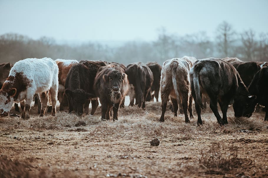 Cows grazing on a winters morning, herd of cattle grazing on grass HD wallpaper
