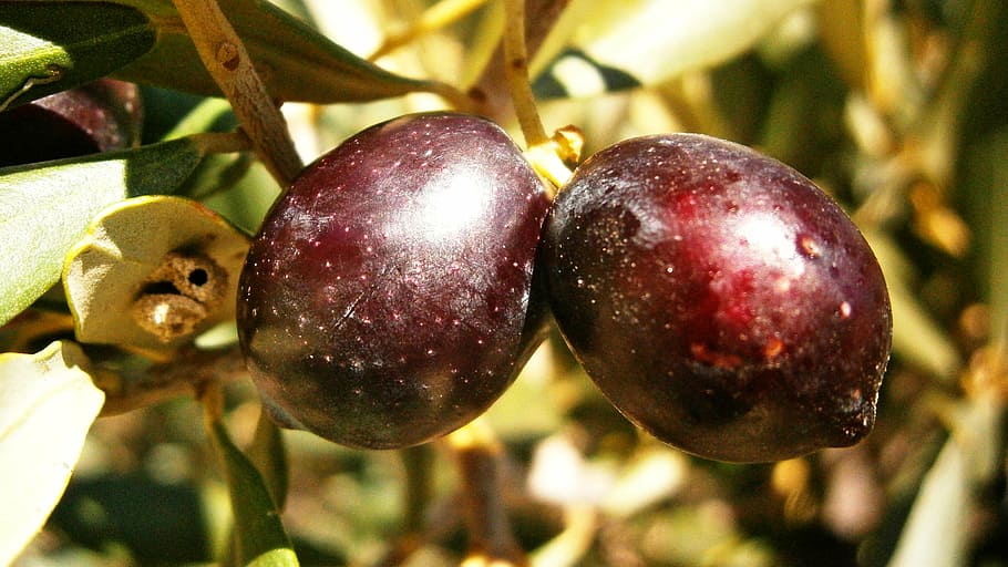 olives, olivas, fruit, tree, vegetable, nature, funds, food and drink HD wallpaper