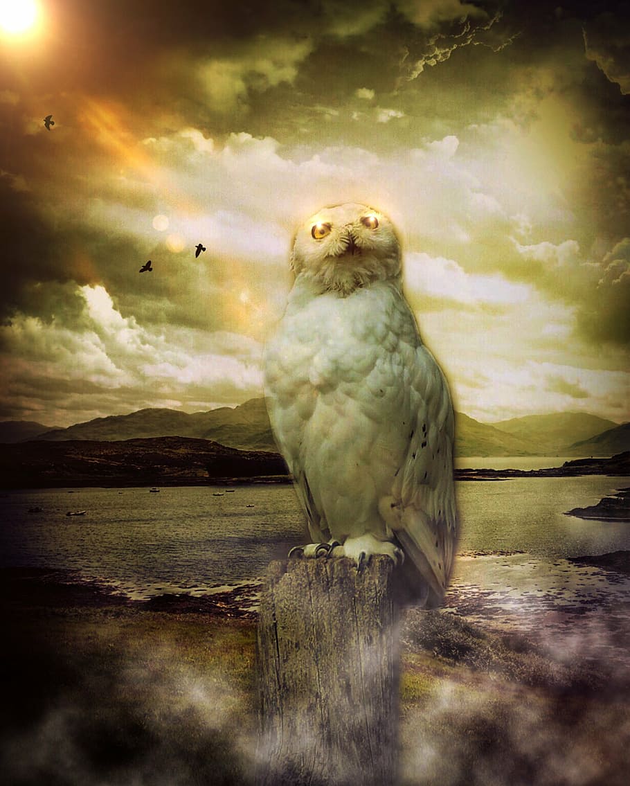 painting of white owl, mystical, sky, clouds, birds, sun, weather HD wallpaper