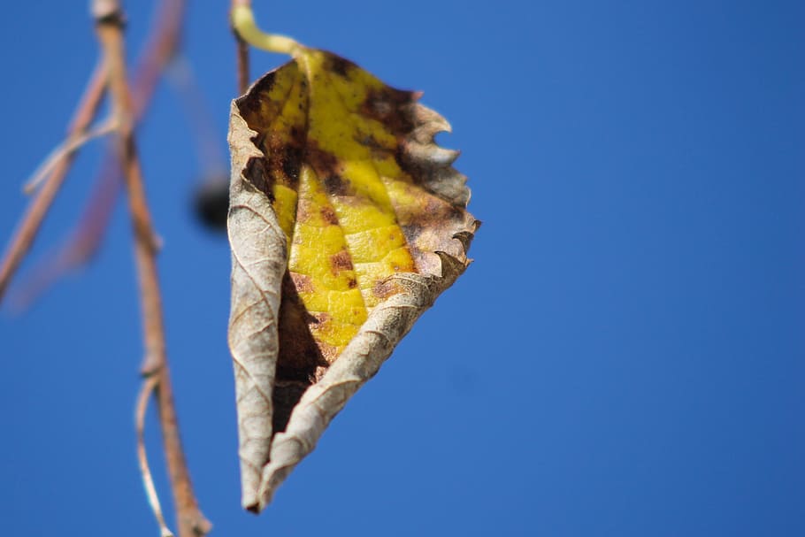 leaf, autumn, sky, yellow, brown, blue, plant part, nature HD wallpaper