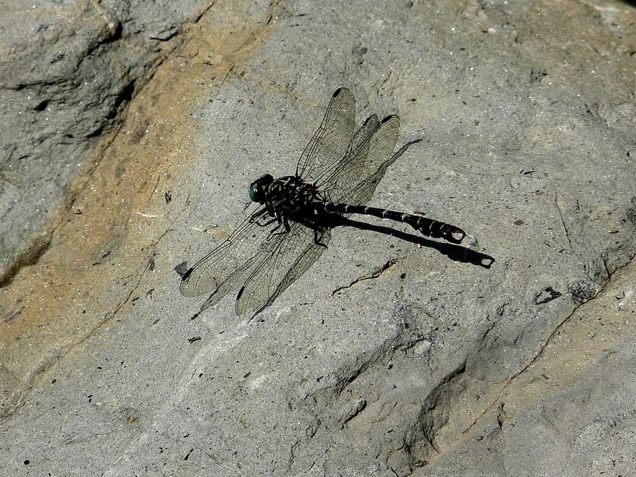 Dragonfly, Insect, Wings, Nature, amazing, one animal, animals in the wild HD wallpaper