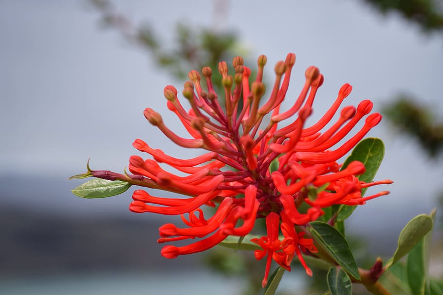 nature, flora, tree, closeup, flower, plant, red, growth, flowering plant HD wallpaper