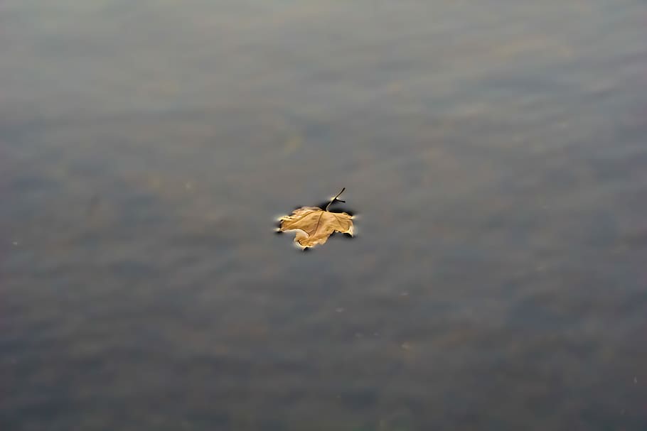 maple leaf on water, dried maple leaf on body of wayer, float HD wallpaper