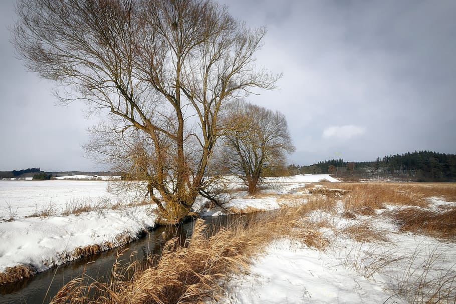 nature, landscape, winter, tree, weather, snow, cold temperature HD wallpaper