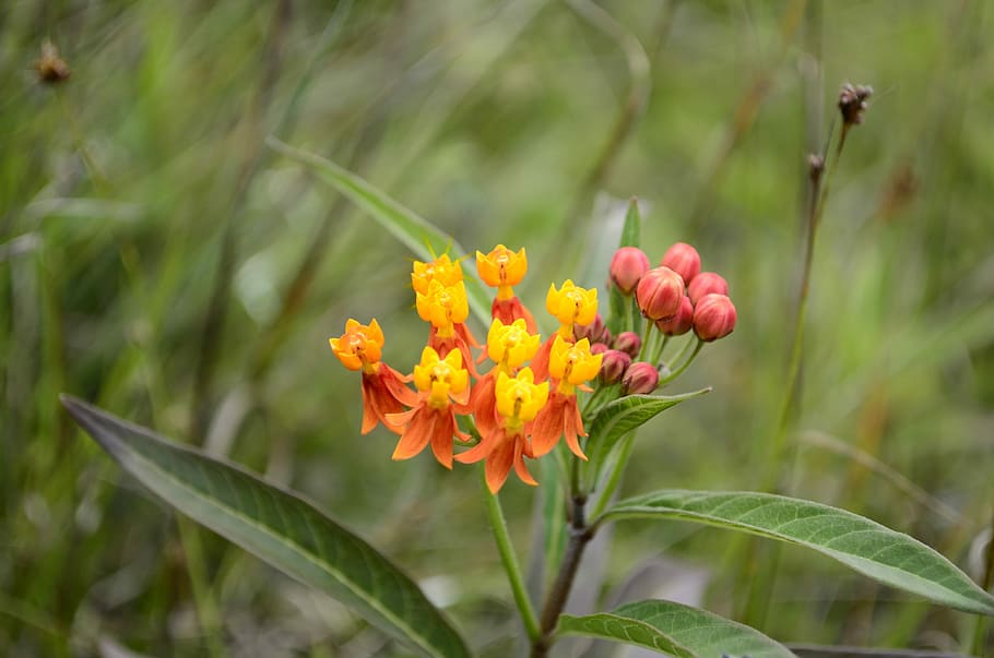 Flowers, Plants, Nature, Spring, growth, leaf, no people, flowering plant HD wallpaper