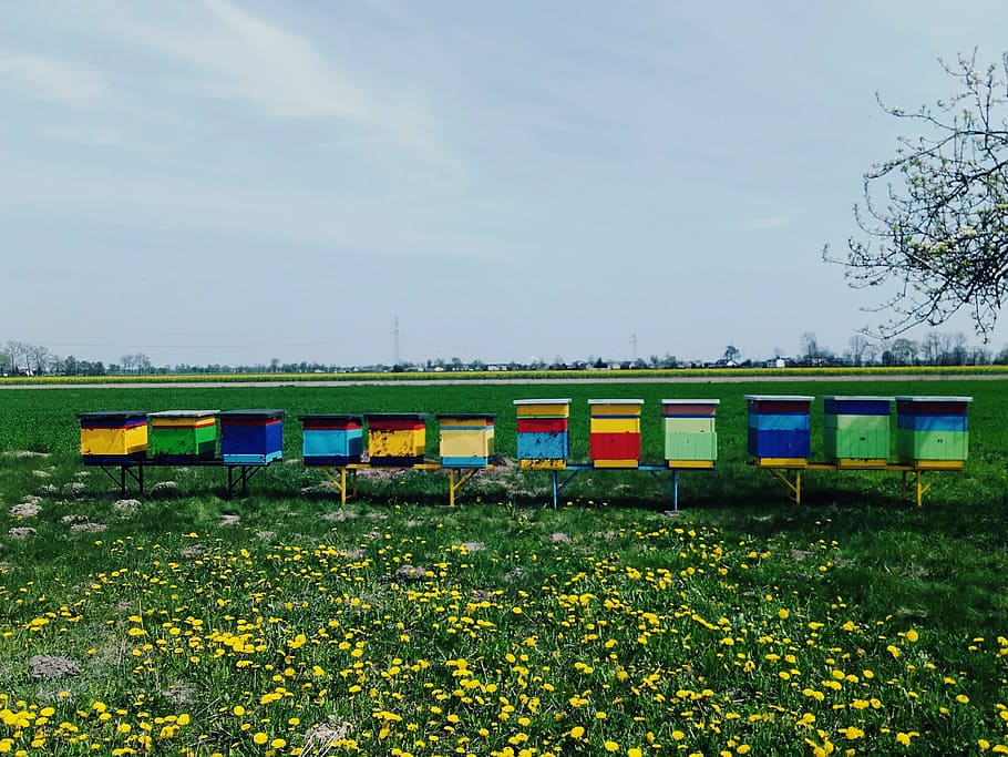 ul, ule, osa, bee, honey, meadow, dandelions, summer, spring HD wallpaper