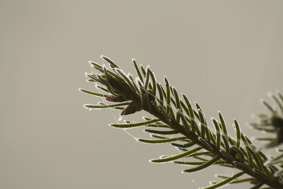 Conifer, Ripe, Ice, Cold, Fine, Mature, fine mature, no people HD wallpaper