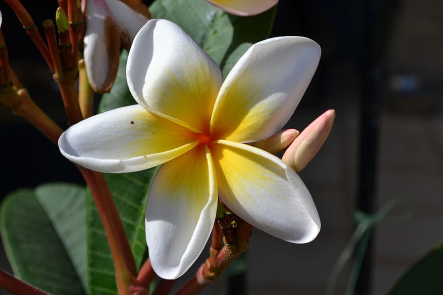 frangipani, flower, plants, flowering plant, vulnerability HD wallpaper
