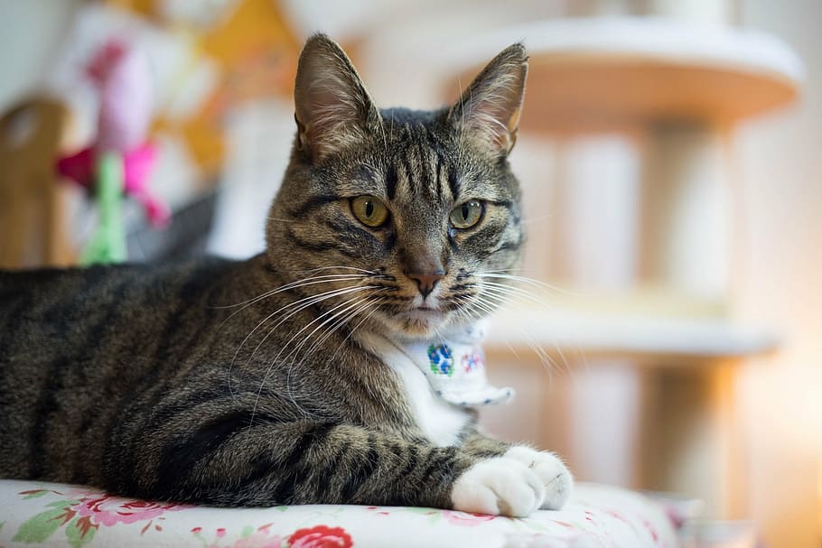 cat, sitting, looking, face, portrait, pet, domestic, feline HD wallpaper