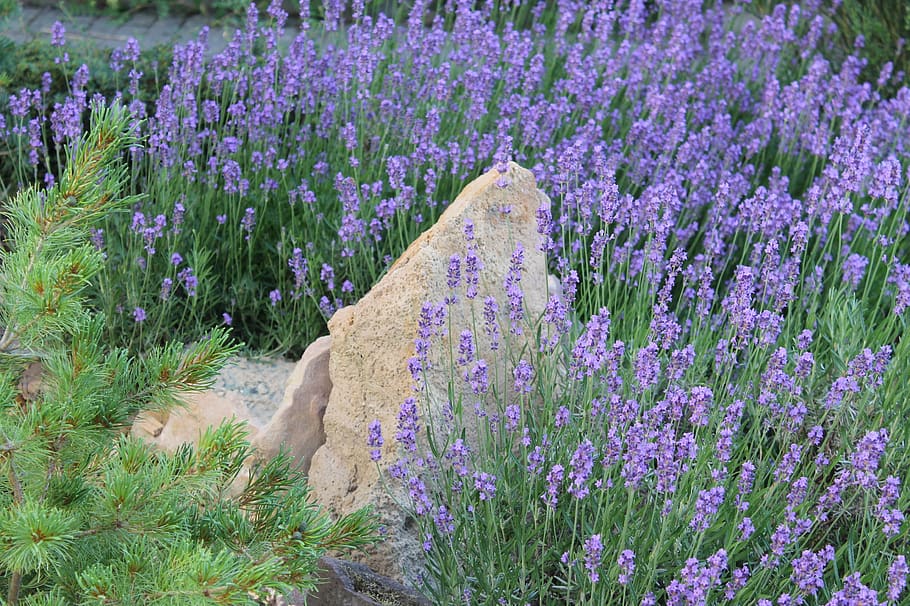lavender, herb garden, stone, flower, flowering plant, growth HD wallpaper