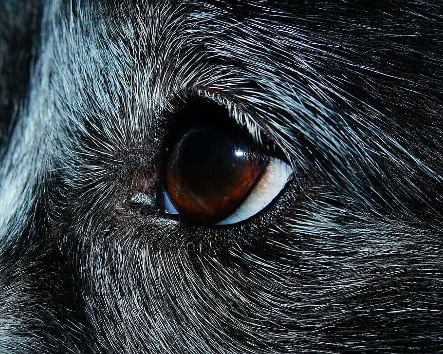 shallow photography of animal's eye, close, dog, pet, protector HD wallpaper