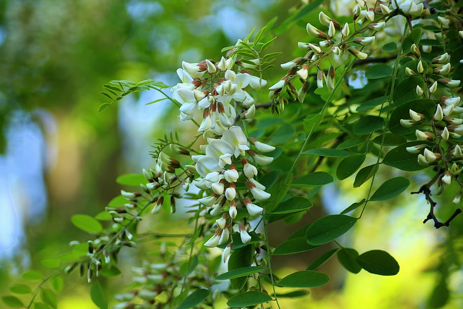 white vine flowers at daytime, acacia, flowering, tree, spring HD wallpaper
