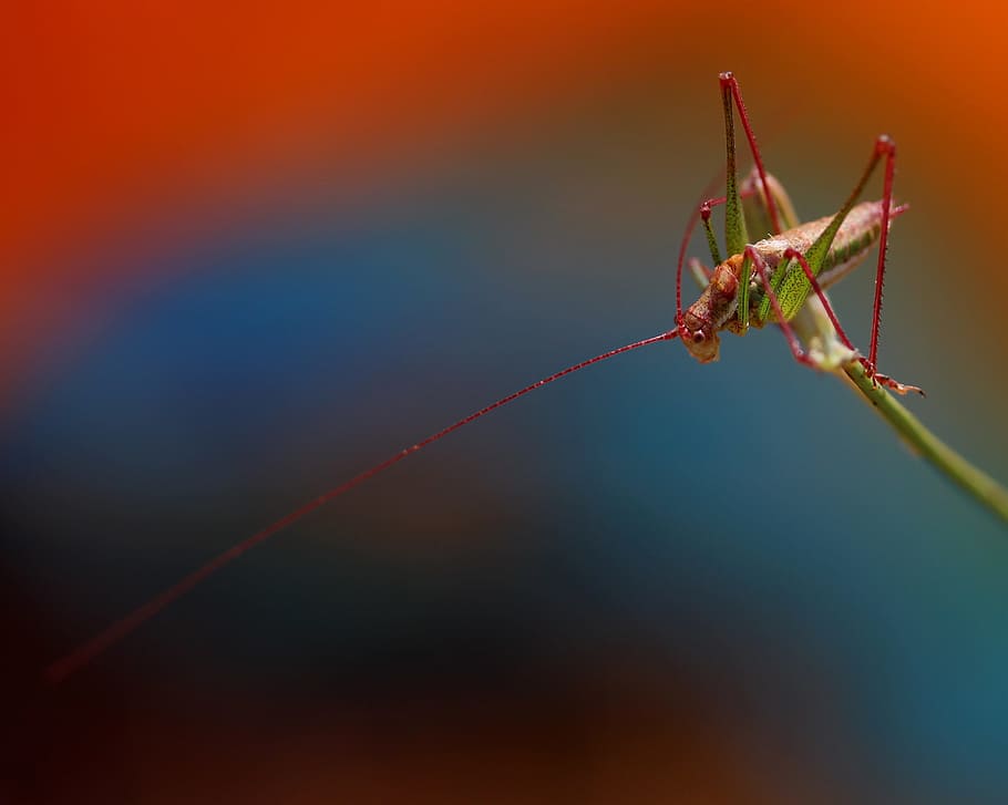 grasshopper, plant, rest, coloring, insecta, animal themes HD wallpaper