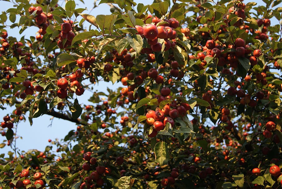 apples, tree, fruiting tree, nature, fruitful apple tree, wild HD wallpaper