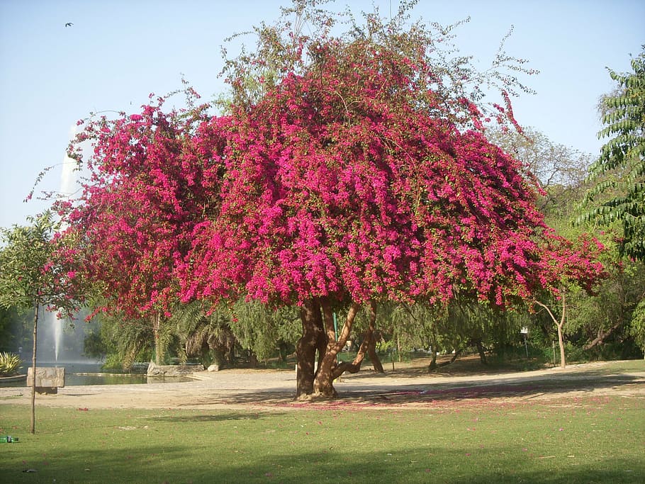 tree, trees, bouganvilla, blossom, spring, pink, nature, farmhouse HD wallpaper