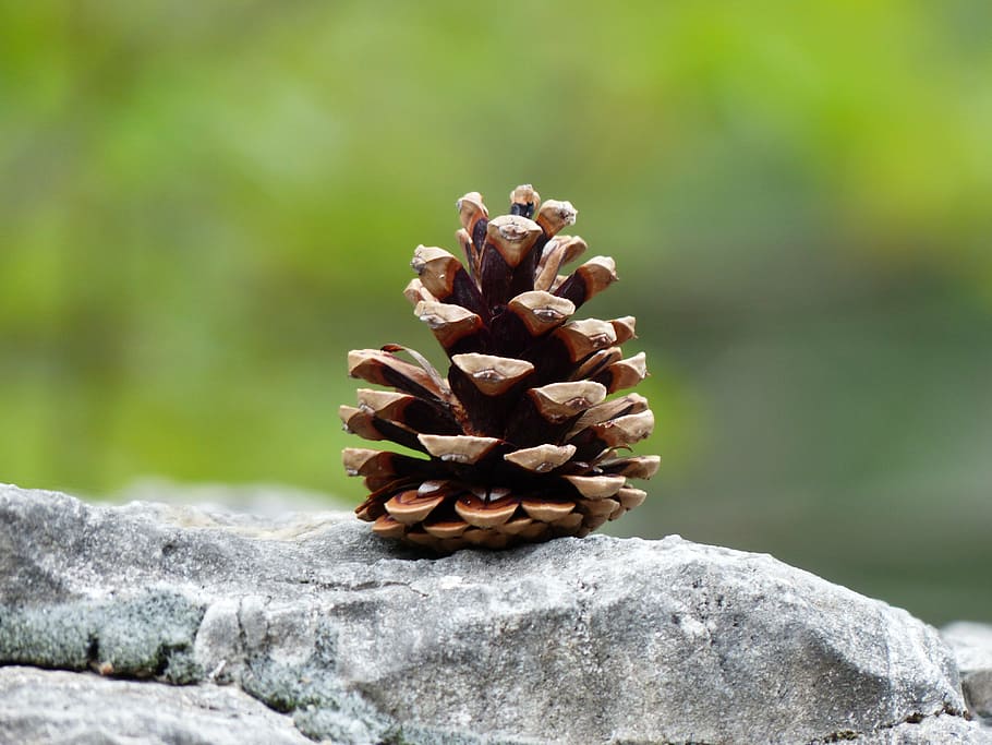 selective focus photo of a pine cone, pine cones, tap, strobilus HD wallpaper