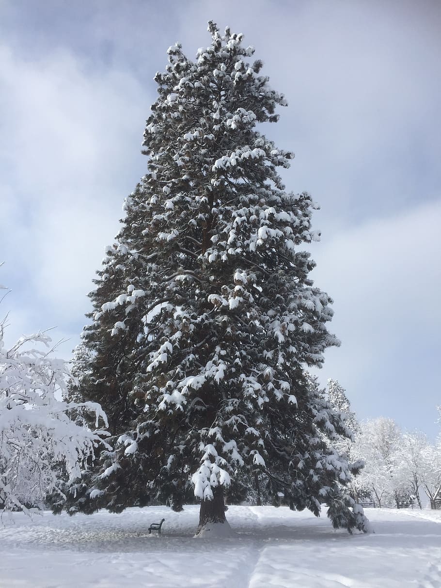 tree, winter, snow, landscape, nature, cold, scene, scenic HD wallpaper