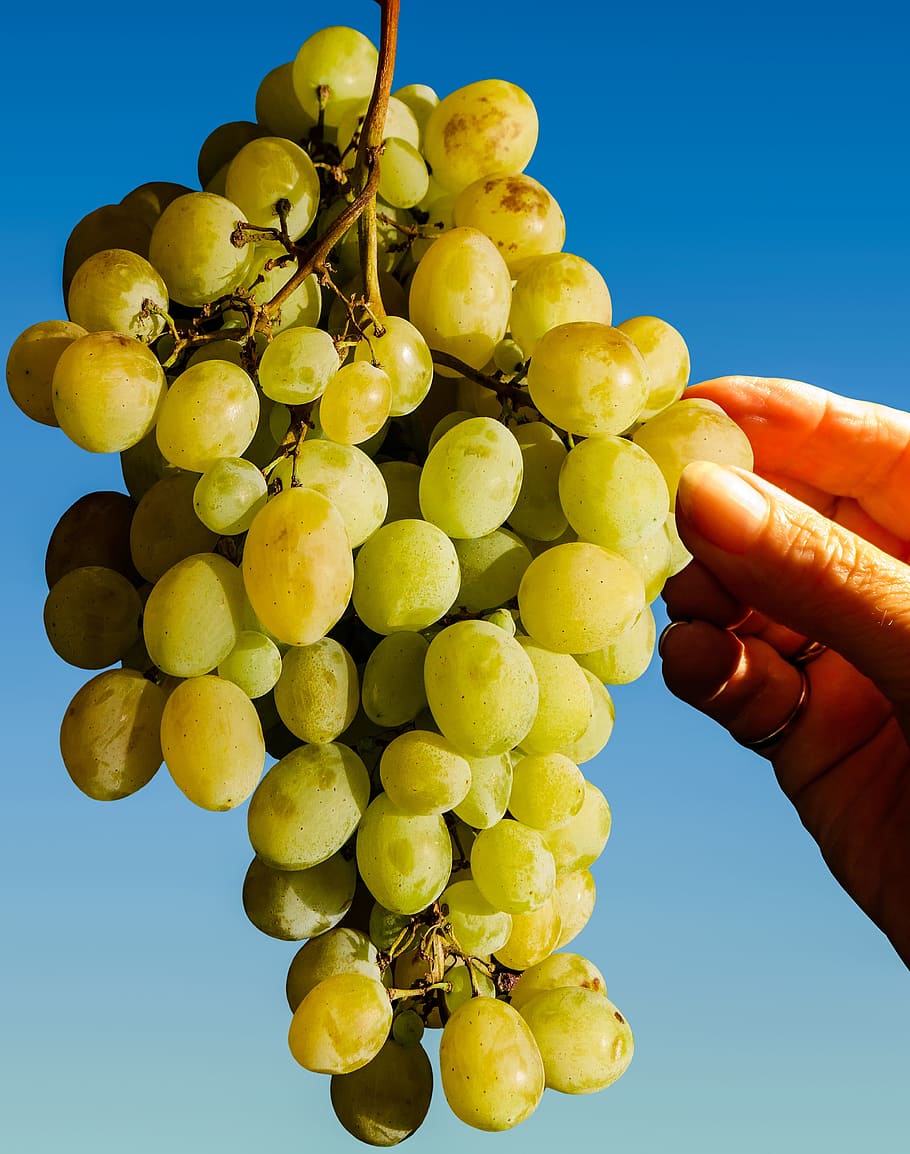 Grapes, Eat, Fruit, Keep, Pick, Harvest, vintage, green grapes HD wallpaper