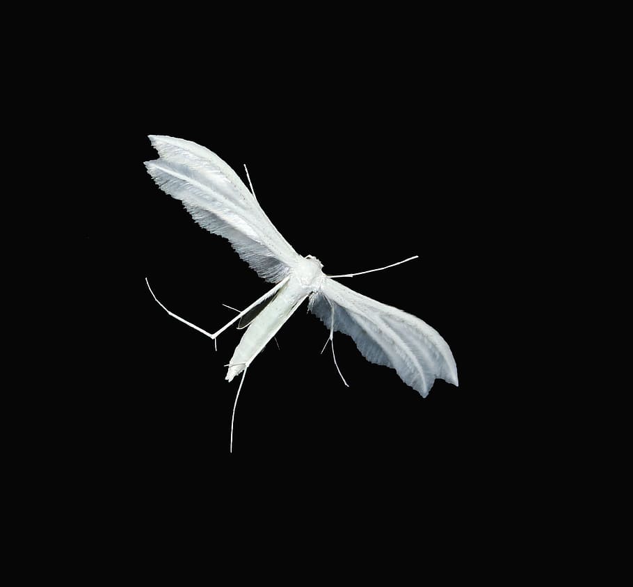 moth, night, nature, black background, studio shot, copy space HD wallpaper